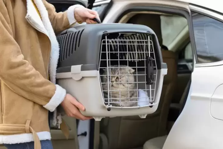 Panduan Lengkap Membawa Kucing Naik Mobil: Persiapan, Tips, kemudian Perawatan