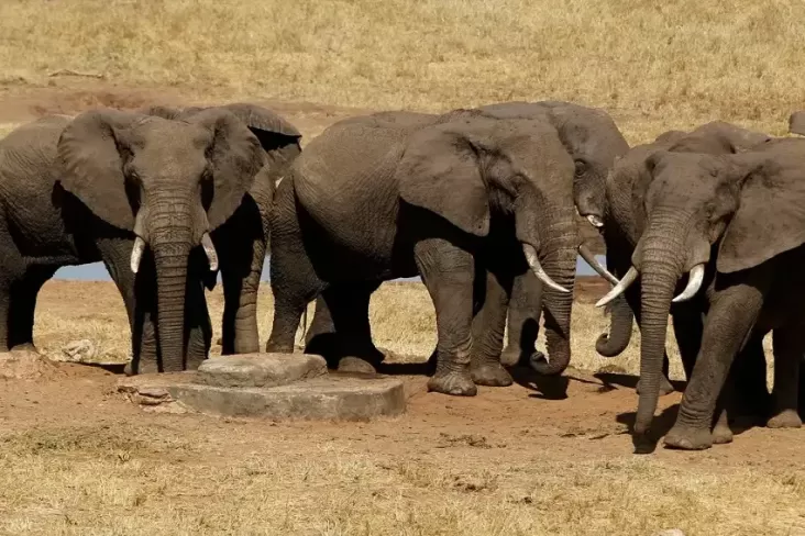 Botswana Ancam Kirim 20.000 Gajah untuk Bebas Berkeliaran di dalam Jerman